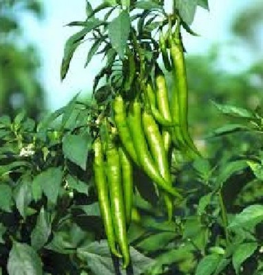 BDSreslove Hybrid chilli seeds for plant/chlli seeds for plant pack of 100 Seed(100 per packet)