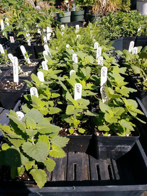Qualtivate XLL-10 Nepeta Cataria Catmint Seed(1000 per packet)