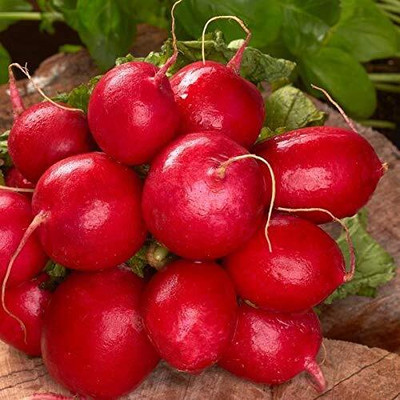 WILLVINE Hybrid Radish Full Red Seeds-[2000 Seeds] Seed(2000 per packet)
