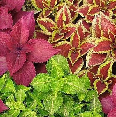 MYAT Coleus Blumei Mix Flower Seed(150 per packet)