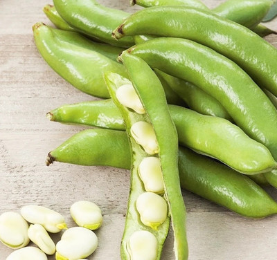 Quentova BROAD BEAN HANGDOWN-VXI Seed(75 per packet)