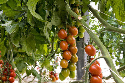 Bahan Traders tomato Seed(25 per packet)