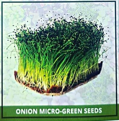 WILLVINE VNR -V Onion Micro Greens Seeds [1g] Seed(750 per packet)