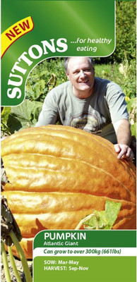 KNESSiN DLH-64 Atlantic Giant Pumpkin Seed(50 per packet)