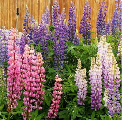 CWAN RUSSELL Lupinus polyphyllus Seed(50 per packet)