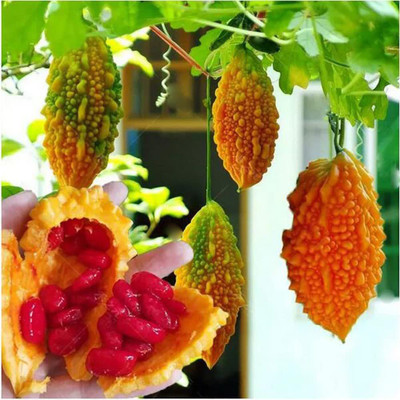 CYBEXIS NDIR-51 - Momordica Charantia Bitter Gourd - (100 Seeds) Seed(100 per packet)