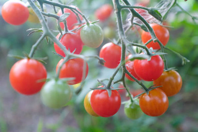 ENTENT tomato Seed(110 per packet)