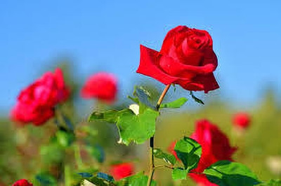 greenfarm Fragrant Rose Flower Seeds / Gulab Seeds Imported 100 X Seeds , KJ20 Seed(100 per packet)