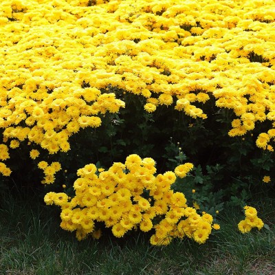 CYBEXIS XLR-91 - Hybrid Yellow Ground-Cover Chrysanthemum - (270 Seeds) Seed(270 per packet)