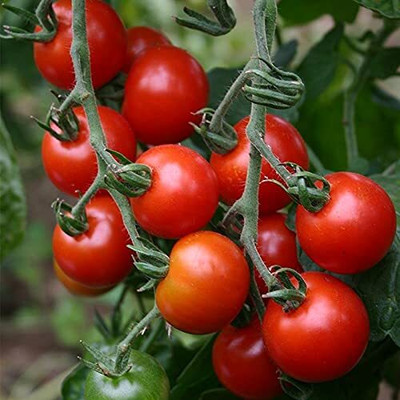 LPR TOMATOO,TAMATARR Seed(50 per packet)