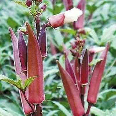 MKR Enterprises Okra Seed(1000 per packet)