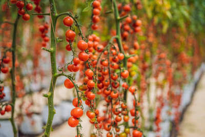 RDK tomato Seed(120 per packet)