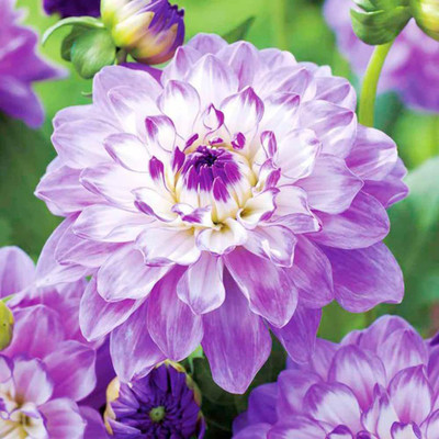 CYBEXIS NDIR-85 - Rare Purple Dahlia Pompon Flower - (60 Seeds) Seed(60 per packet)