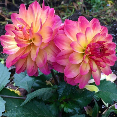 Aywal Harlequin Mix Bi-Color Dahlia Flower Seed(5 g)