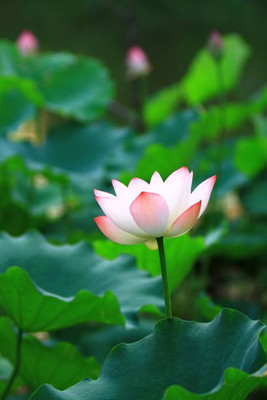 SH ENTERPRISE lotus,kamal seeds Seed(13 per packet)