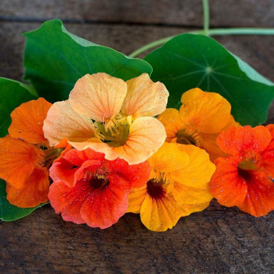 Aywal Nasturtium Mix Color Flower Seed(19 per packet)