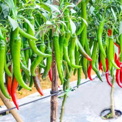 Pbevergreen Kanthari chilli seeds PACK OF 100 Seed(100 per packet)