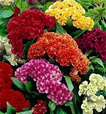 MAA Cockscomb Seed(270 per packet)