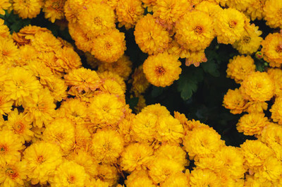 Hybrid tuar seed marigold/gende ka phool flower seeds Seed(50 per packet)