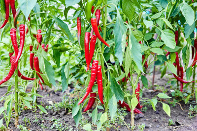 Kodali Hybrid F1 Chilli Seeds Pack Of 62 Seed(62 per packet)