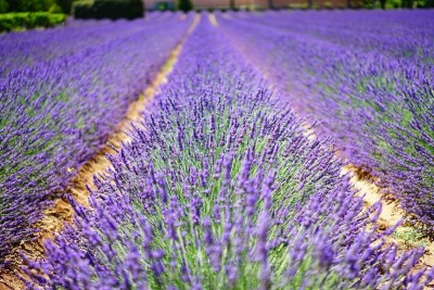 MOOFGA Real lavender - Lavandula angustifolia Seed(80 per packet)