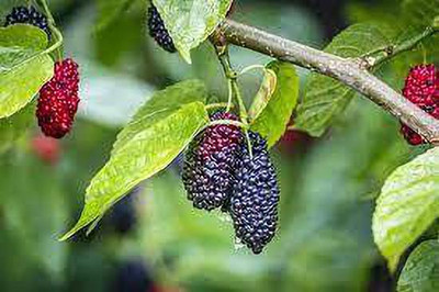 Oliver mulberry(shahatoot) fruit seeds Seed(169 per packet)