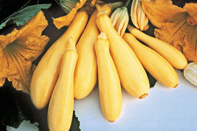 Qualtivate PUAS-385 Yellow Summer Squash Superpik F3 Seed(100 per packet)
