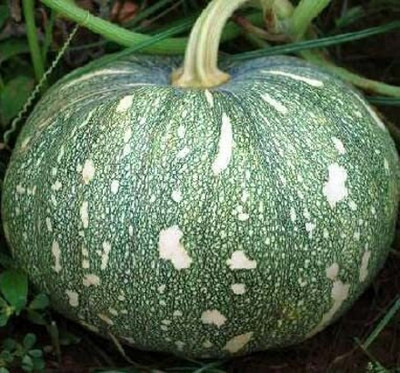 Qualtivate HUA-6A Pumpkin F1 Hybrid Seeds Seed(50 per packet)