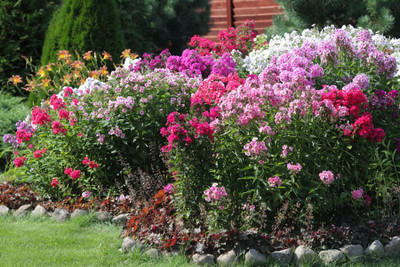 XOLDA Exotic phlox Seed(15 per packet)