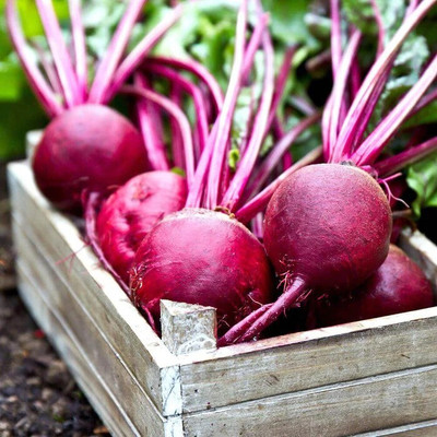 EcoFusion beetroot seeds Seed(102 per packet)