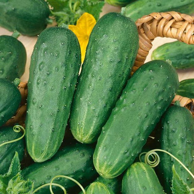 WHYGI Cucumber Sassy F1 Seed-CuC_1830 Seed(1000 per packet)