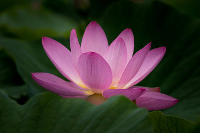 Alishaa lotus,kamal gatta Seed(10 per packet)