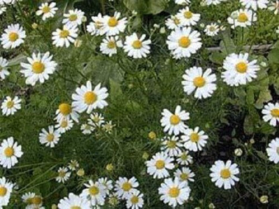 Qualtivate TLX-85 Roman Chamomile Seeds Seed(250 per packet)