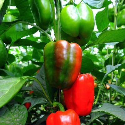 Kirat Red Green Capsicum Green Bell Pepper Seed(200 per packet)