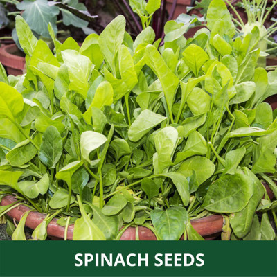 WILLVINE ATS-437 Spinach High Germination Seeds Seed(500 per packet)