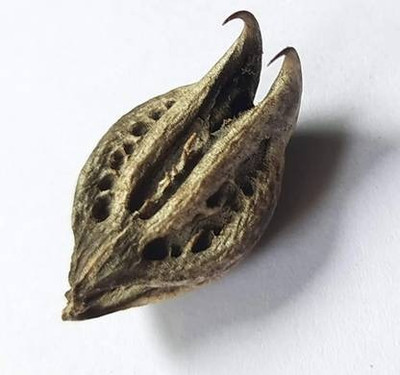 UNIQTRADERS Bat Head Roots Seeds / Evil Pods / Wood Devil / Kaknasa Martynia Seed(20 per packet)