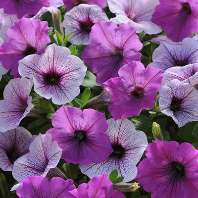 CYBEXIS Petunia Multiflora Rose Seeds Seed(1 g)