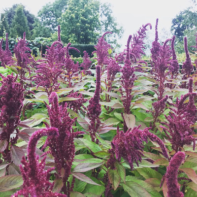 Aywal Amaranthus Burgundy Red/ Dark Green Flower Seed(20 per packet)