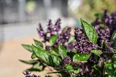 Qualtivate XLR-22 Basil 'Osmin Purple' (Ocimum basilicum) Seed(1000 per packet)