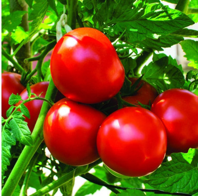 BHUSAN Tomato seeds Seed(20 per packet)