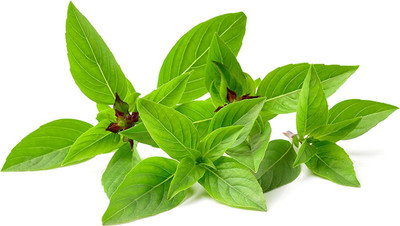 VibeX ® XLR-28 Non-GMO Thai Basil Seeds Seed(1000 per packet)