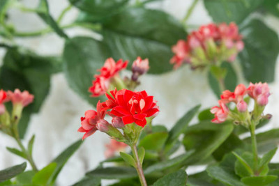 XOLDAA BALSAM FLOWER SEEDS Seed(30 per packet)