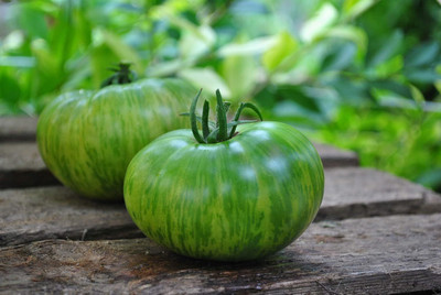Qualtivate ICRA-8A Rare Tomato Green Zebra Seed(300 per packet)