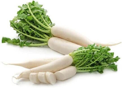 KANAYA Radish - Long Mooli Hybrid Vegetable Seeds Seed(360 per packet)