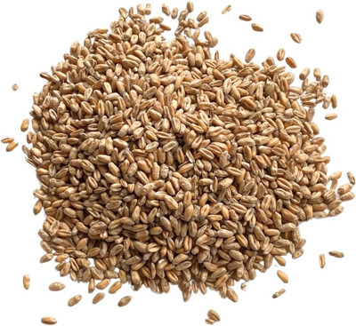 Biosnyg Easy to Grow Sprouts Wheat Grass Seeds Great for Microgreens-(10000 Seeds) Seed(10000 per packet)