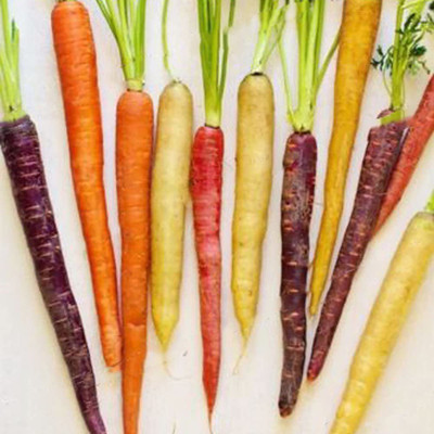 CYBEXIS F1 Hybrid Mix Colored carrot seeds2000 Seeds Seed(2000 per packet)