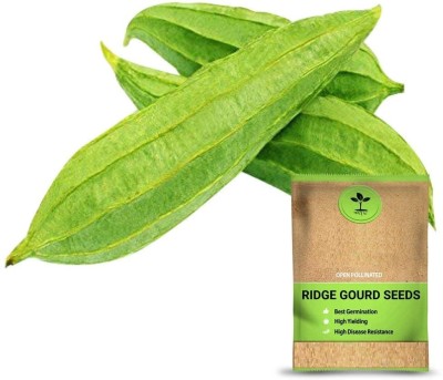 VibeX Fresh Healthy Ridge Gourd F1 Hybrid[500 Gms, 2500 Seeds] Seed(2500 per packet)