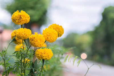 Greenery marigold/gende ka phool flower seeds Seed(75 per packet)