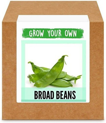 CYBEXIS Broad Beans Seed(100 per packet)