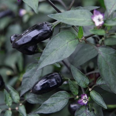 KNESSiN F1 Hybrid Hungarian Black Chilli Seeds For Kitchen Gardening-(300 Seeds) Seed(300 per packet)